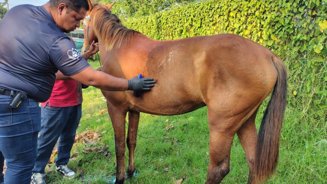 Mónica Villarreal Anaya refuerza acciones de salud animal en Tampico
