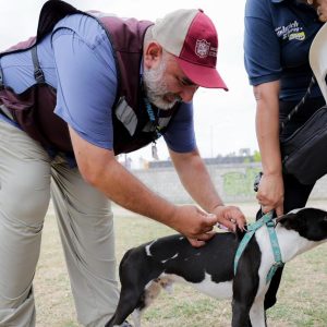 Gobierno de Tampico refrenda su compromiso con la protección y el bienestar animal