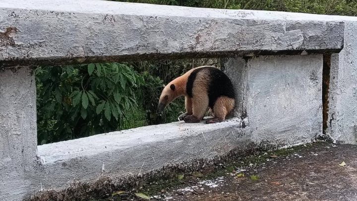 Alertan por presencia de oso hormiguero en el río Cuetzalapan