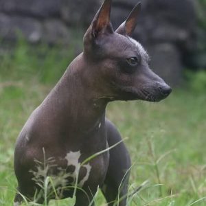 El Pleno de la Cámara de Diputados aprobó declarar el 27 de octubre como «Día Nacional del Xoloitzcuintle”