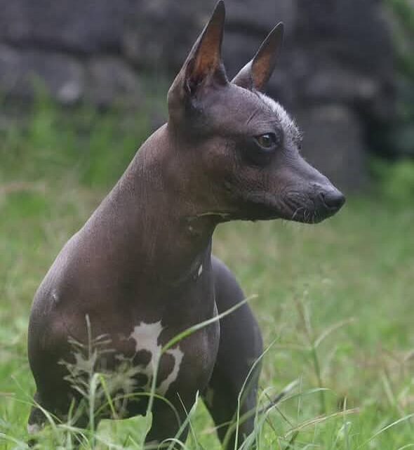 El Pleno de la Cámara de Diputados aprobó declarar el 27 de octubre como «Día Nacional del Xoloitzcuintle”