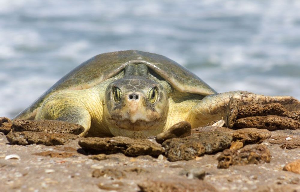 Continúa la temporada de anidación de tortuga lora en Tamaulipas; se resguardan más de 28 mil huevos