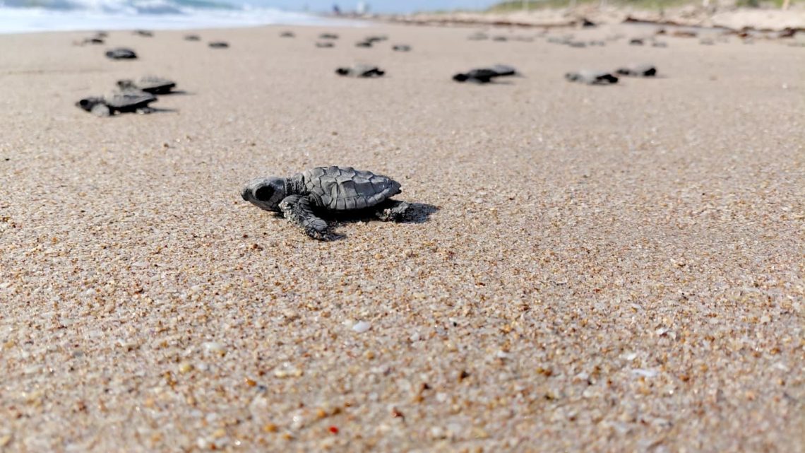 Inician en Tamaulipas primeras liberaciones de tortuga lora de la temporada 2026