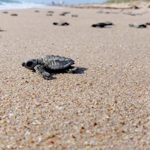 Inician en Tamaulipas primeras liberaciones de tortuga lora de la temporada 2026